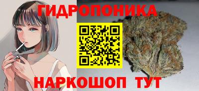 крисы Шебекино